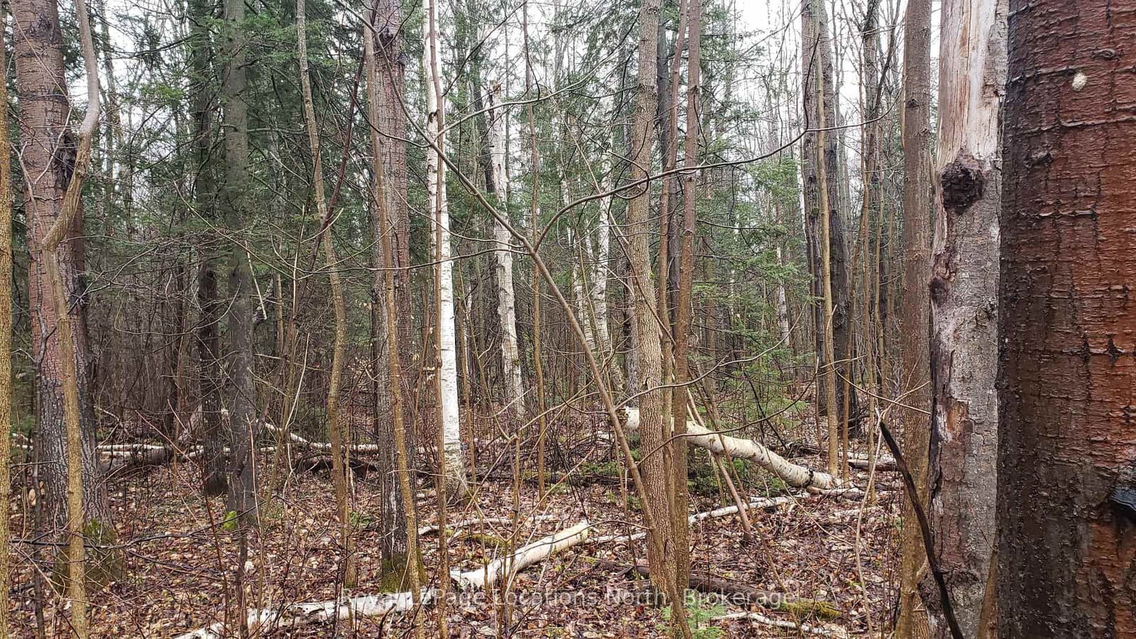 6125 Second Concession Road - Image 4